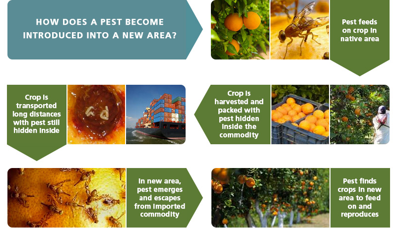 Pest Introduction